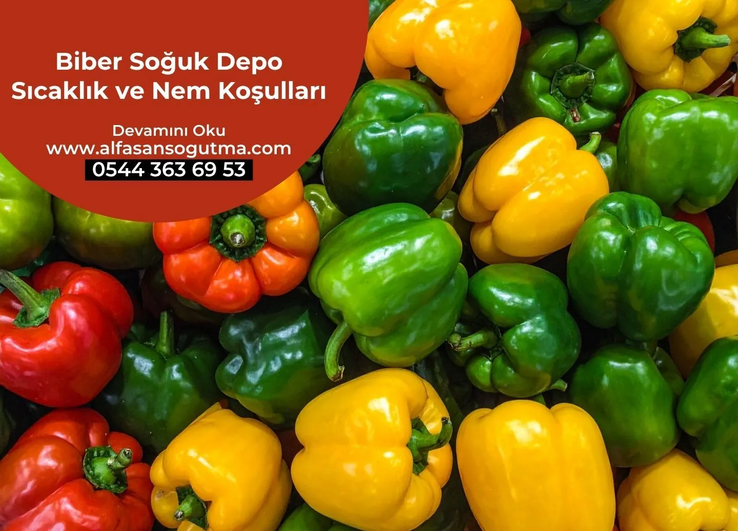 Biber Soğuk Depo Sıcaklık ve Nem Koşulları